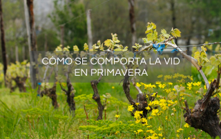 vid-en-primavera