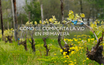 vid-en-primavera