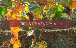 tipos-de-vendimia