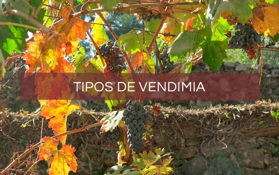 tipos-de-vendimia